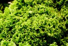 How to Clean Kale With Vinegar