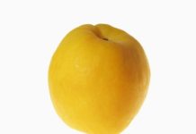 List of Stone Fruits