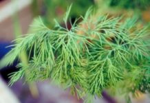 How to Dry Dill Without a Dehydrator