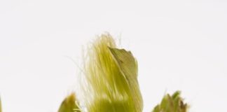 How to Wash Corn