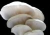 How to Eat Oyster Mushrooms