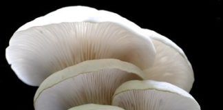 How to Eat Oyster Mushrooms