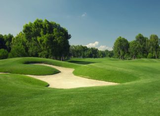 The Grass Is Always Greener When It’s Zoysia