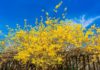 Caring for Forsythia, the Flaming Yellow Sign of Spring