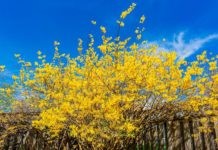 Caring for Forsythia, the Flaming Yellow Sign of Spring