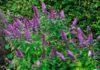 5 Reasons You Should Grow a Butterfly Bush