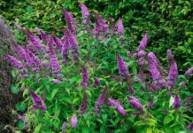 5 Reasons You Should Grow a Butterfly Bush