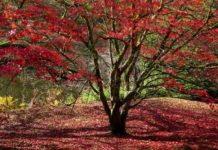 Pi Can Help You Determine the Age of Your Trees