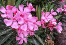 Oleander Is a Poisonous Plant, Not a Cure for COVID-19