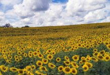 Sunflowers Really Do Follow the Sun and 9 Other Dazzling Facts