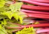 Rhubarb: The Poisonous Veggie You Can Totally Eat
