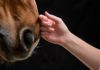 Horses Have an Extraordinary Ability to Help Humans