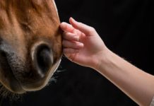 Horses Have an Extraordinary Ability to Help Humans