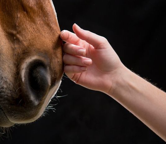 Horses Have an Extraordinary Ability to Help Humans