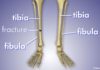 What’s the Difference Between the Fibula and Tibia?