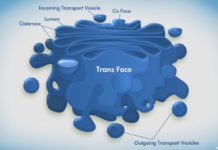 The Golgi Apparatus Acts Like a Mail Room for Eukaryotic Cells
