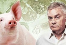 Enter Mr. Pig-Man? Chimera Embryos Should Not Be Feared, Scientist Says