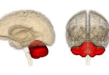 The Cerebellum Is the Body’s Little Brain