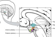 Feeling Hungry? Tired? Moody? Thank Your Hypothalamus