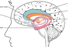 Without a Hippocampus, Your Long-term Memory Is History