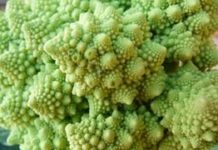 Try a New Vegetable: Romanesco Cauliflower