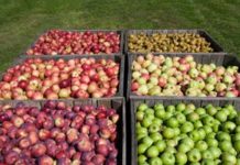 45 Common Foods and the Number of Calories They Contain