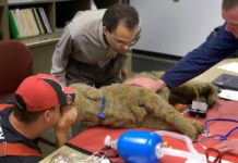 How to Give Your Dog CPR