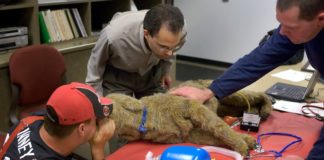 How to Give Your Dog CPR