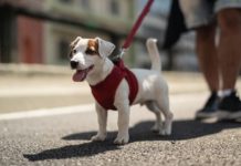 What’s the Best Way to Leash Your Dog?