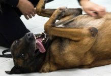 Why Dogs Love Belly Rubs, Cats Not So Much