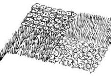 Nature Garden Activities for Kids