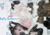 Do Dogs Have Belly Buttons?