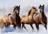 Did a Russian lake flash-freeze a herd of horses?