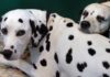 Are Dalmatians good family dogs?