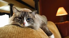 Should cats be kept exclusively indoors?
