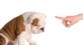 How to Clicker-train a Dog
