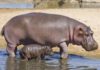 Is hippo milk really pink?