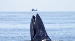 Has a whale ever swallowed someone alive?