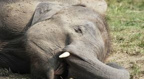 Are there really elephant graveyards?