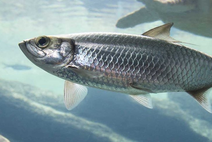 Silver Atlantic herring fish swimming in clear sea water