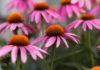 10 Health Benefits of Echinacea