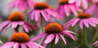 10 Health Benefits of Echinacea