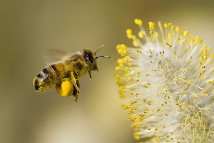 A Bee hovering while collecting pollen from Pussy Willow blossom. Hairs on Bee are covered in yellow pollen as are it's legs.