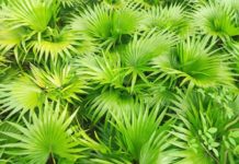 10 Health Benefits of Saw Palmetto