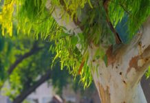 10 Benefits of Eucalyptus