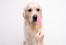 40 Easy and Healthy Homemade Dog Popsicles Your Pup Will Love