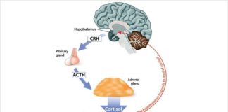 Cortisol: Everything You Need to Know About the 'Stress Hormone'