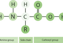 What Are Amino Acids?