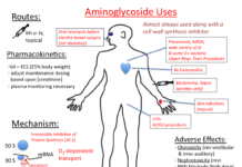 What Are Aminoglycosides?