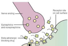 What Are Beta Blockers?